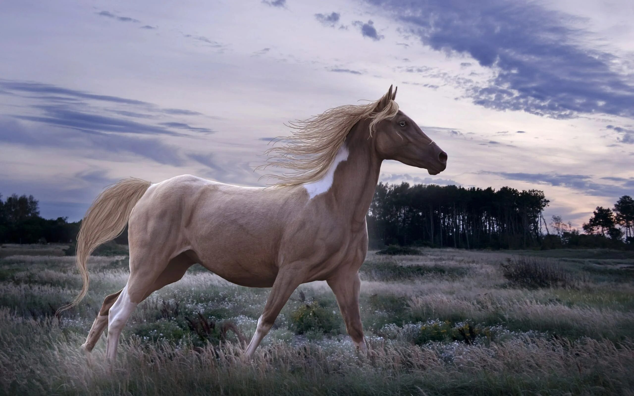 Белый Мустанг лошадь. Очень красивые лошади. Красивый конь. Обои на рабочий стол лошади.