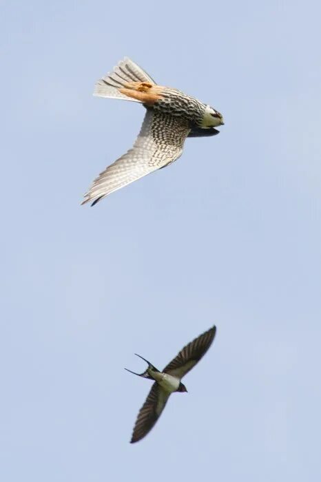 сокол сапсан птица. стриж птица. чеглок. сокол сапсан. чеглок сокол гнездо.