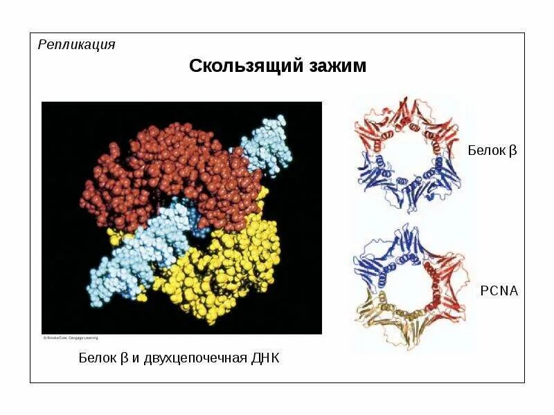 Pcna. Pcna белок. Скользящий зажим в генетике. Терминация днк. Pcna белок.