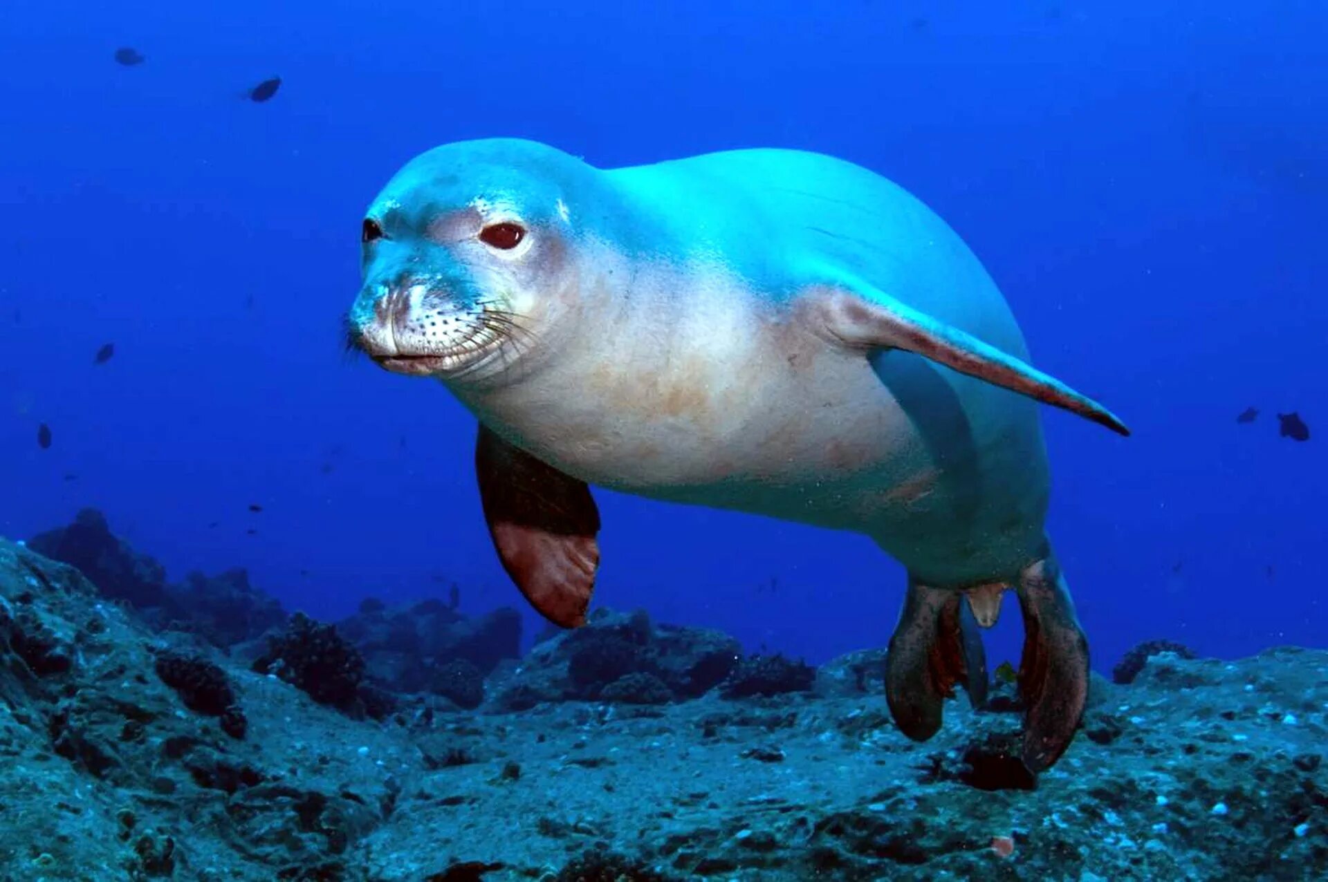 Ocean pollution reimagined in photos by Paulo de Oliveira