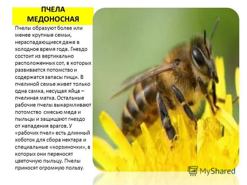 Пчела относится к животным. Пчела медоносная класс. медоносная пчела сообщение. пчела класс род вид. медоносные пчелы дикие или домашние.