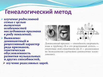 Генеалогический метод особенности