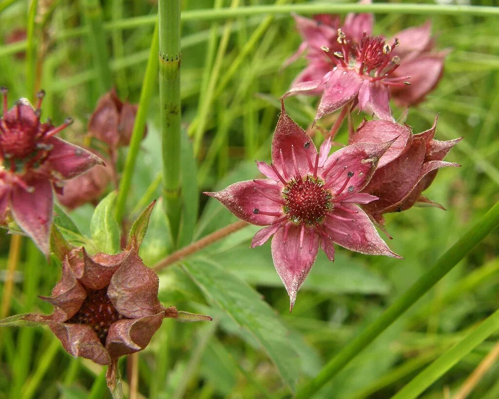 сабельник болотный цветок. сабельник декоп. сабельник болотный. 153. сабельник болотный полезные.