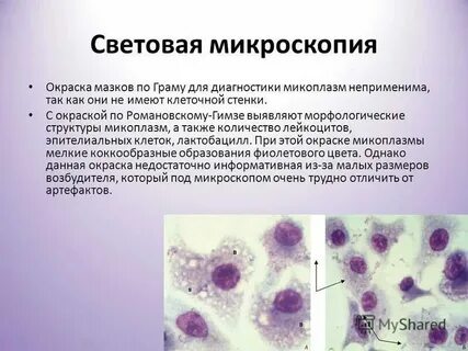 Инфекции вызванные флорой
