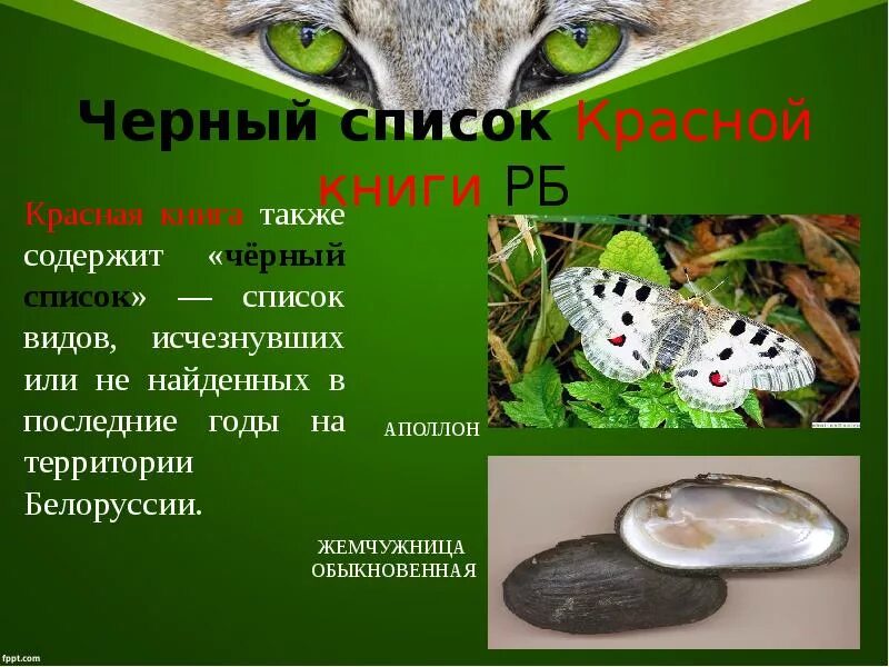 Красная книга беларуси растения. В красной книге растения и животные рб. Фото красной книги республики беларусь. Биоинформационная система красная книга республики беларусь. Красная книга республики беларусь животные.