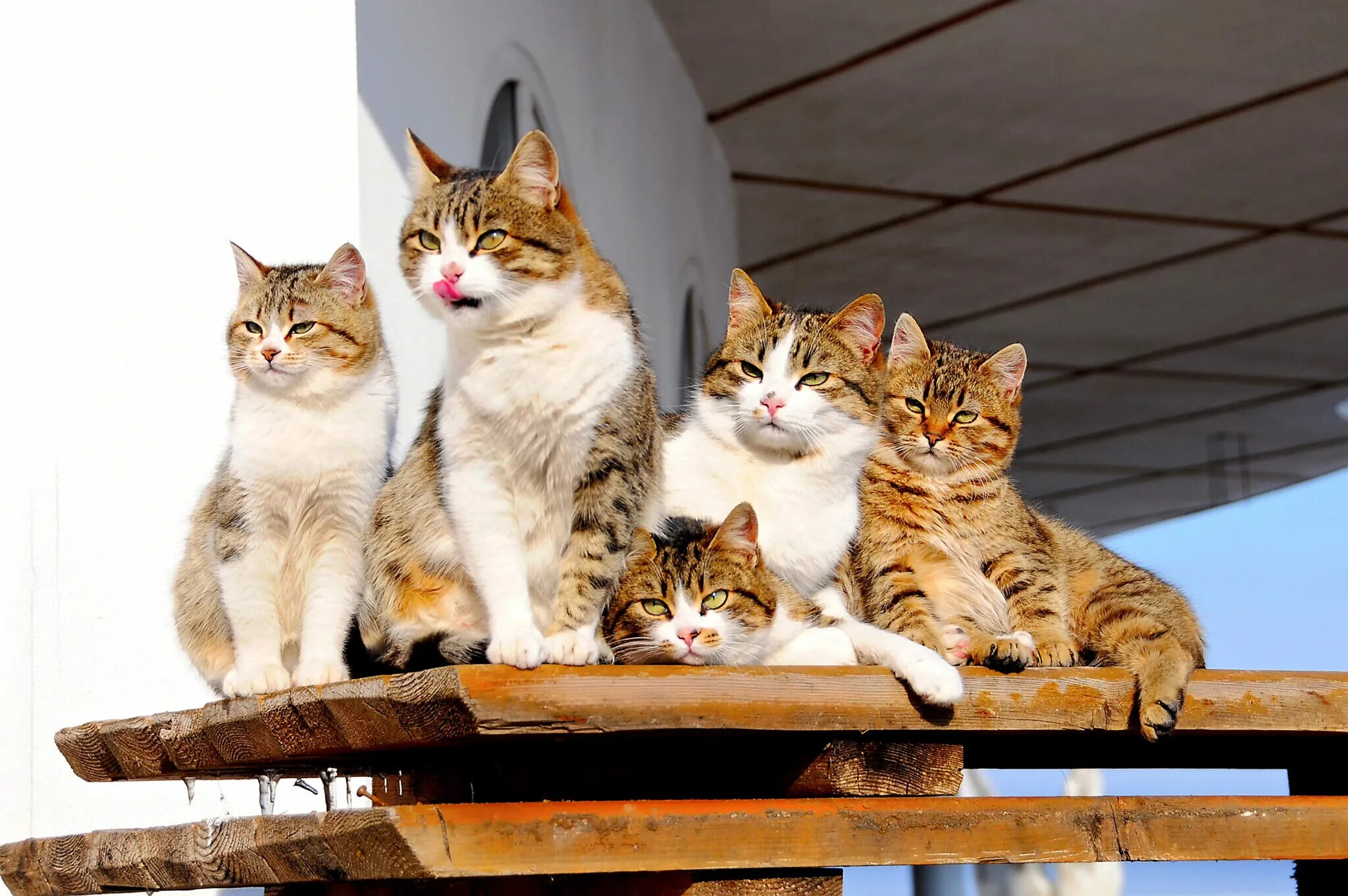 05 cat