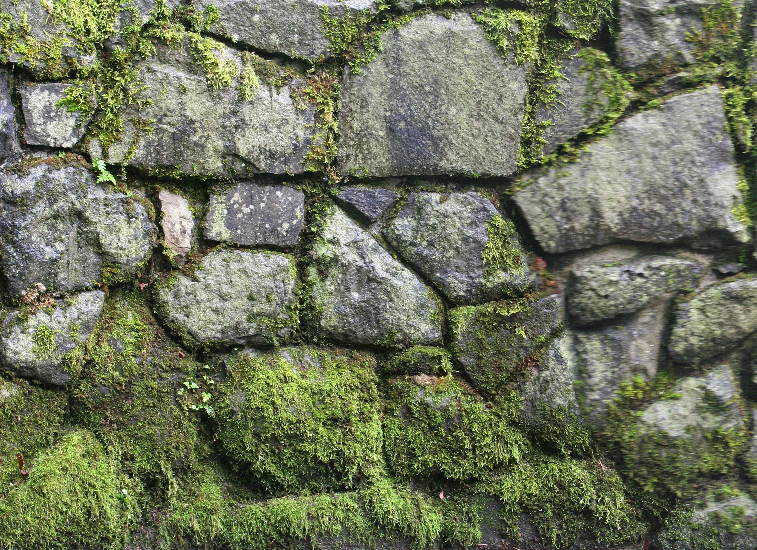 Со stone. Текстура замшелого булыжника. Текстура бульжник замшеловьй. Текстура камня.