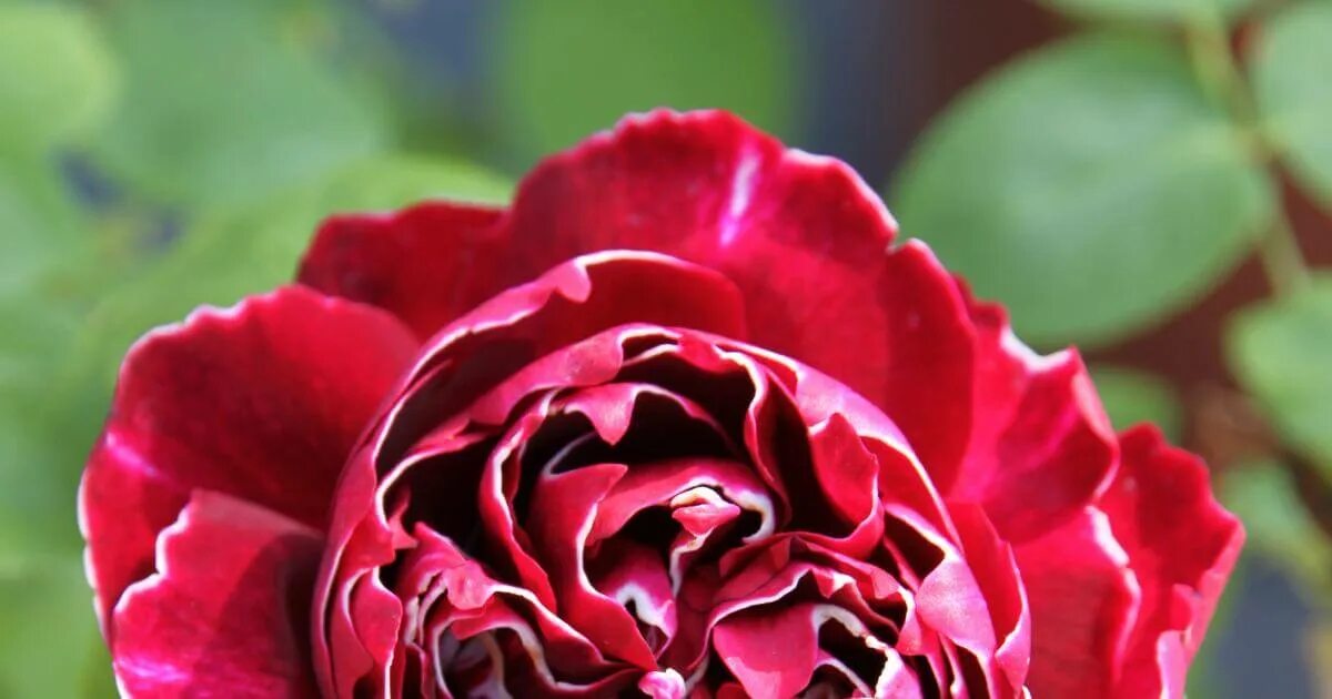 жиро де лен