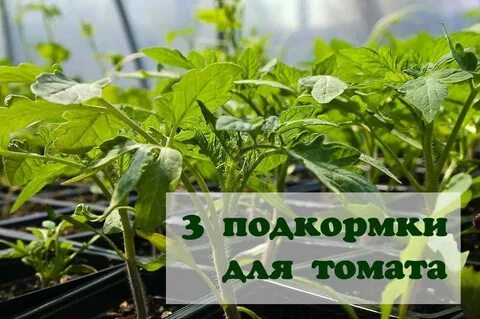 Рассада помидор чем подкормить