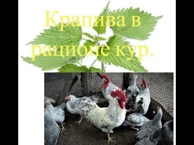 Какую крапиву давать цыплятам