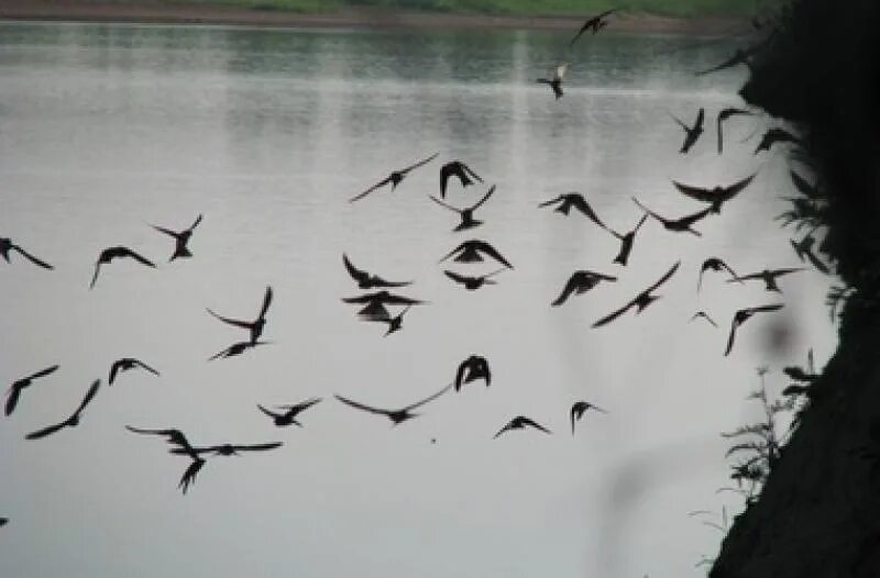 Ласточки летают низко над землей. Ласточки низко летают к дождю. Птицы низко летают к дождю. Ласточки к дождю. Ласточки перед дождем.