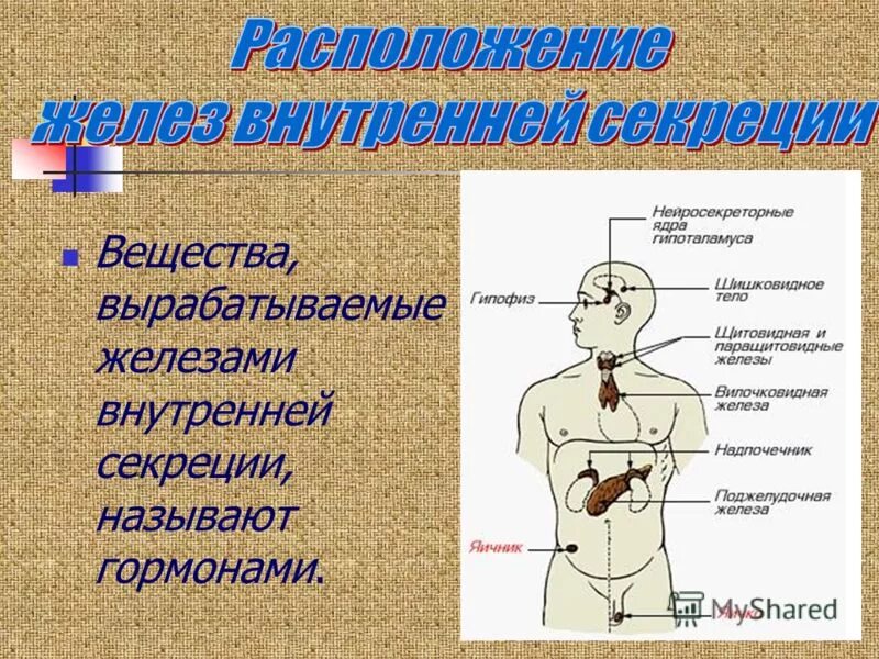 Активные вещества вырабатываемые железами. Железы внутренней секреции. Гормоны вырабатываемые железами внутренней секреции. Железы внутренней секреции вырабатывают. Железы внутренней секреции и вырабатываемые ими гормоны.