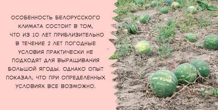 На какую глубину сажать дыню и арбуз. Схема посадки арбузов в открытый грунт. схема посадки арбуза в открытом грунте. арбузы схема посадки в открытый грунт. посадка арбуза в открытый грунт.