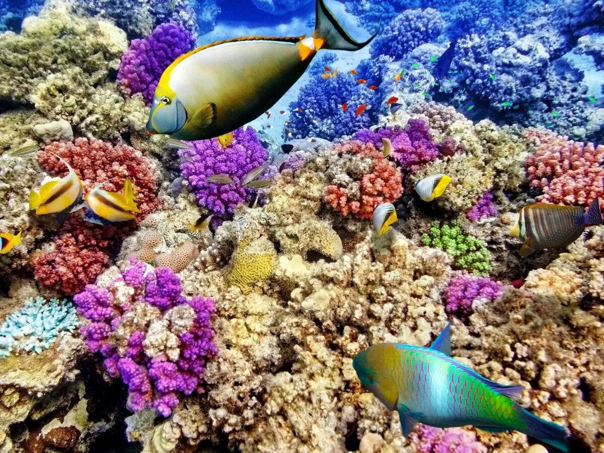 Coral reef s. Великий Барьерный риф Австралия. Большой риф в Австралии. Коралловые рифы большой Барьерный риф. Коралловый риф в Австралии.