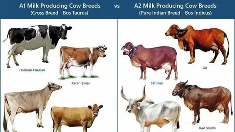 Cow транскрипция