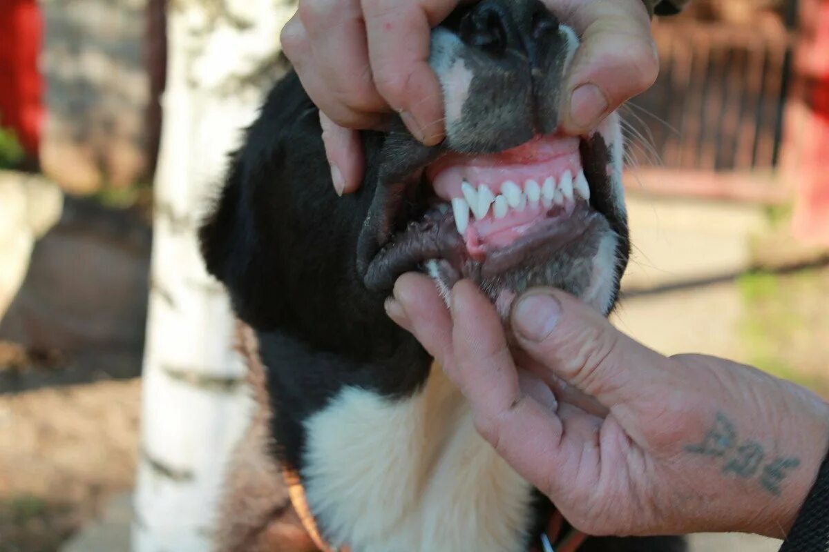 порода булли. экзотик булли. стаффордширский бульдог булли черный.