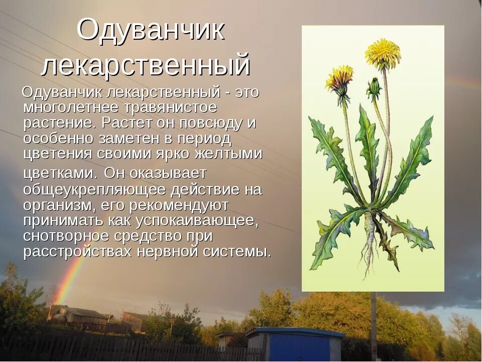 Травянистое растение 2 класс окружающий мир сообщение