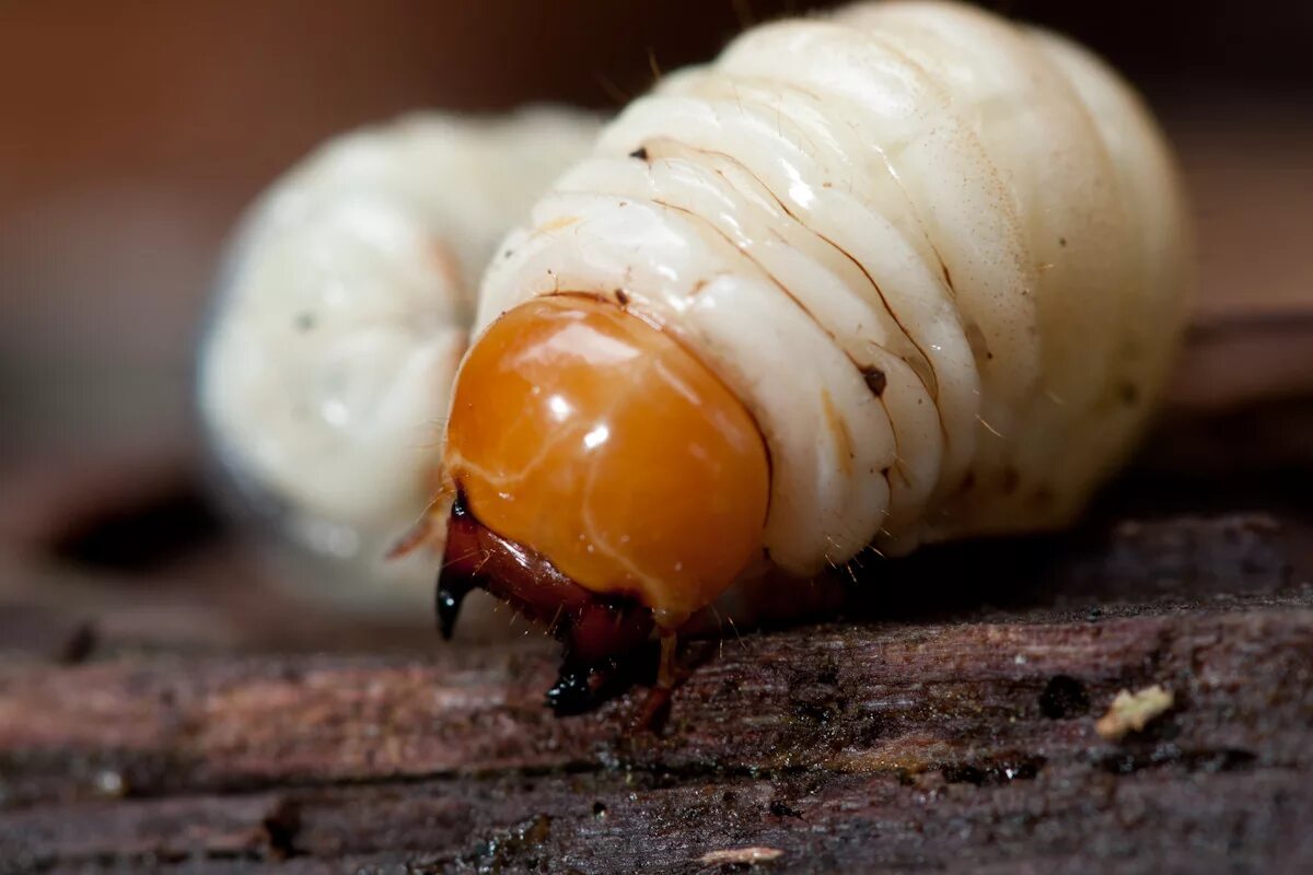 Жук короед личинка гусеница. Личинка хруща майского.