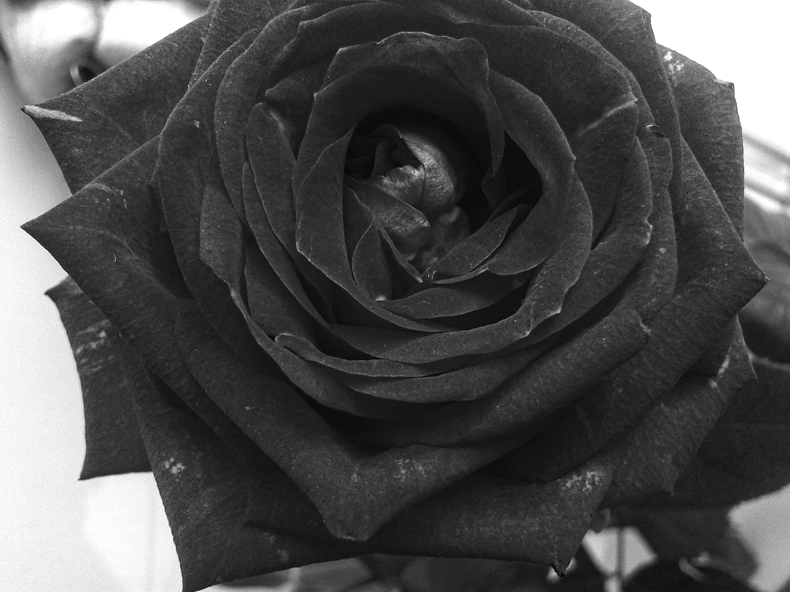 Картинки черных цветов. Роза Халфети. Черные розы Халфети. Чёрная роза цветок. Роза чб.