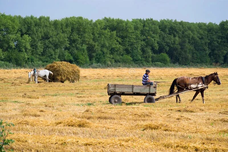 Лошадь сено в день. Поле сена и конь. Лошадь у стога сена. Сбор сена. Сено лошадь деревня.