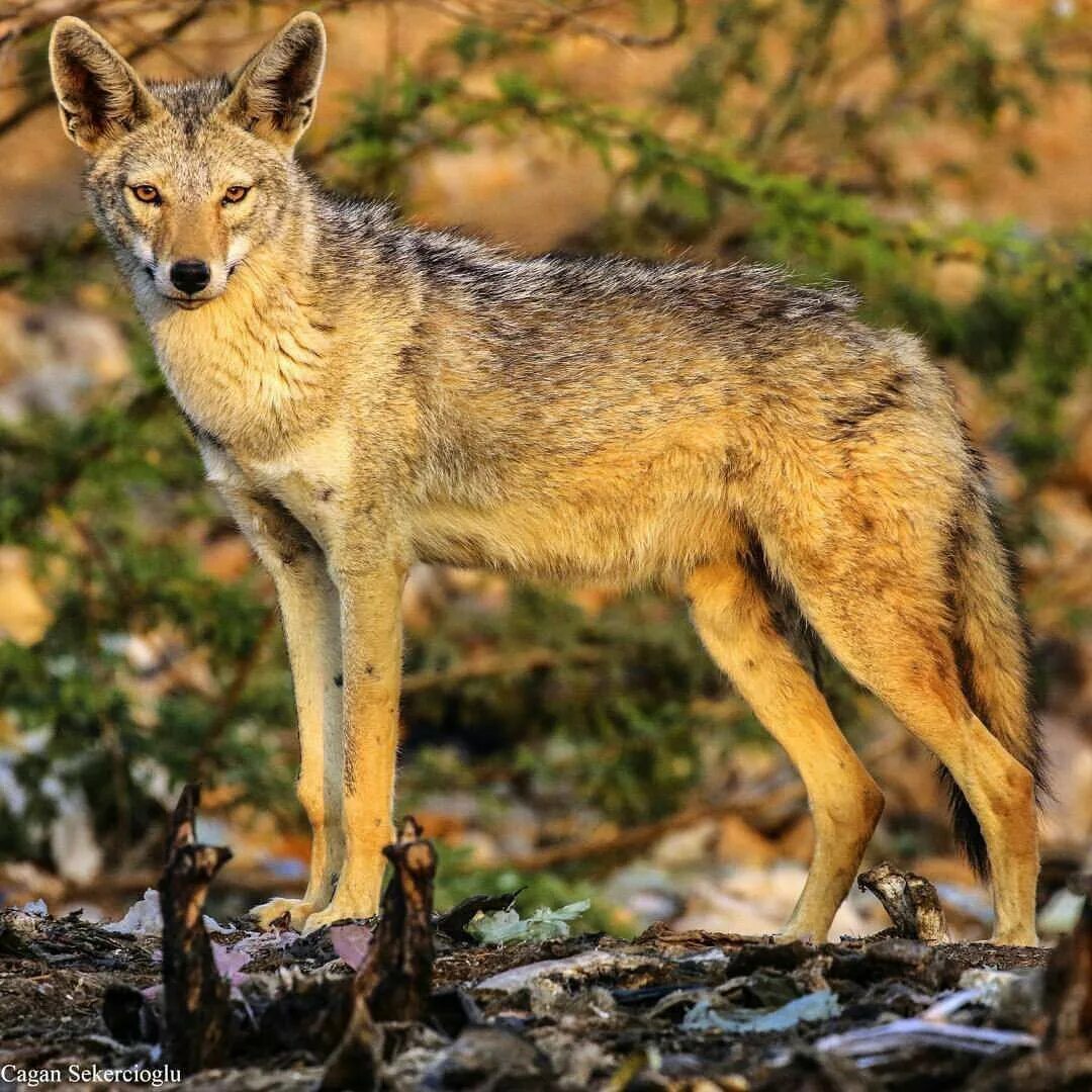 шакал чепрачный (canis mesomelas). обыкновенный шакал. какой шакал. какой шакал. шакалы в абхазии.