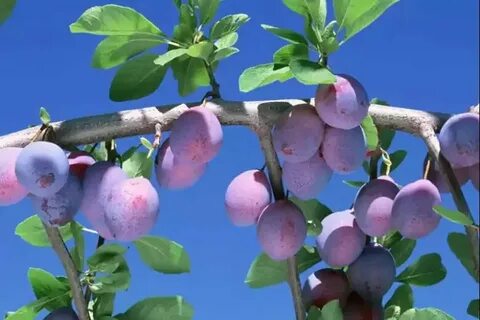 Почему не плодоносит слива