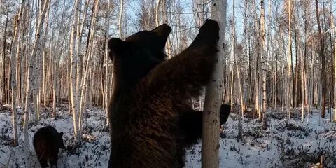 Мишкина берлога