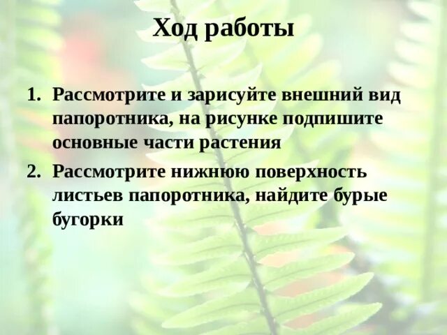 Лабораторная строение папоротника. Нижняя поверхность листа папоротника. лабораторная работа изучение внешнего строения папоротника. нижняя поверхность листа папоротника бурые бугорки. бугорки на листьях папоротника.