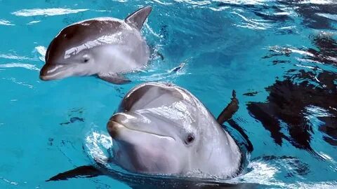 Des dauphins