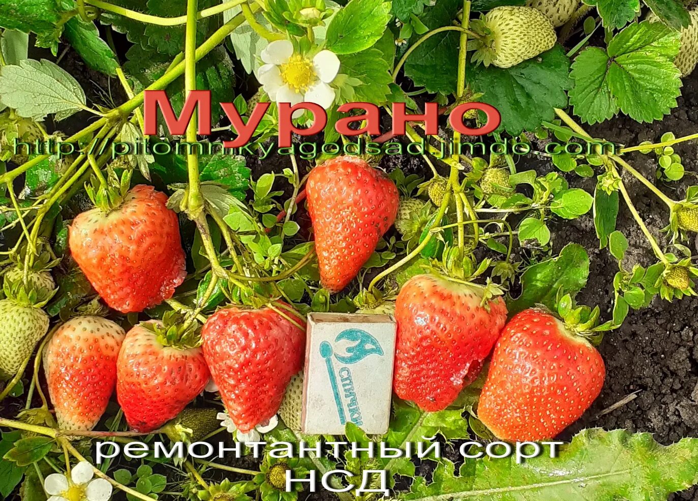 Урожайность мурано. Клубника сорт мурано. ремонтантная клубника мурано. семена клубники мурано. murano клубника -нсд.