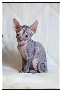 Котята сфинкса в месяц