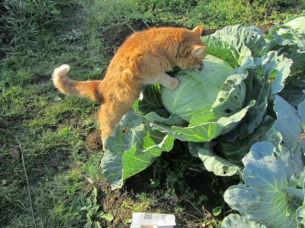 Капуста животное