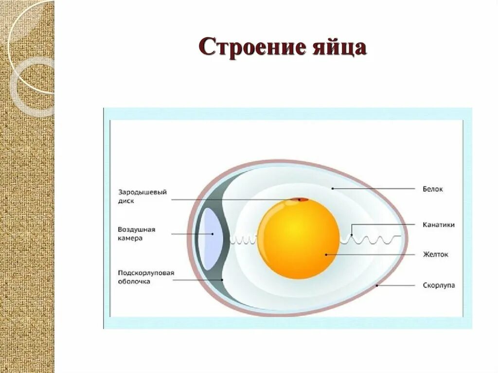 Строение яйца и функции. Схема строения яйца курицы. Строение яйца птицы. Желток строение и функции.