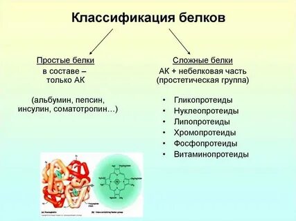 Биохимия белка в организме