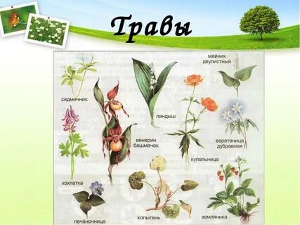Травянистые растения леса 4