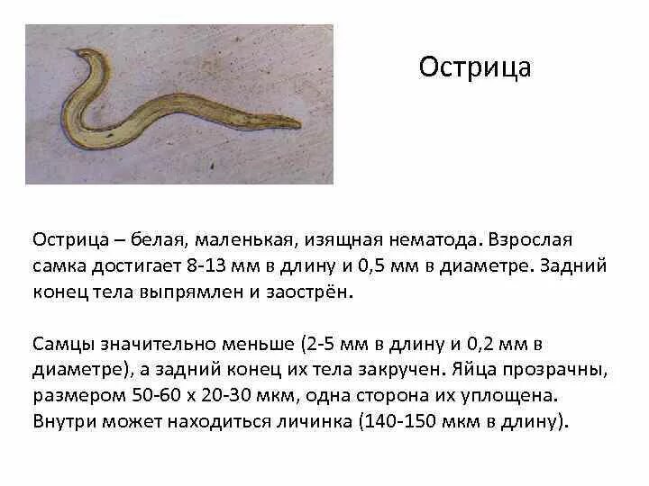 Острица и человек тип взаимоотношений. Острица строение.