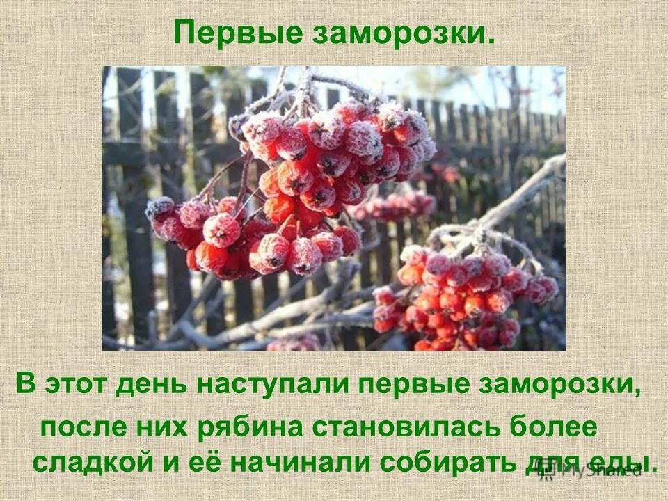 текст ночью пришел первый заморозок. текст первый заморозок. река покрылась льдом. текст первый мороз. ночью пришел первый заморозок он надышал.