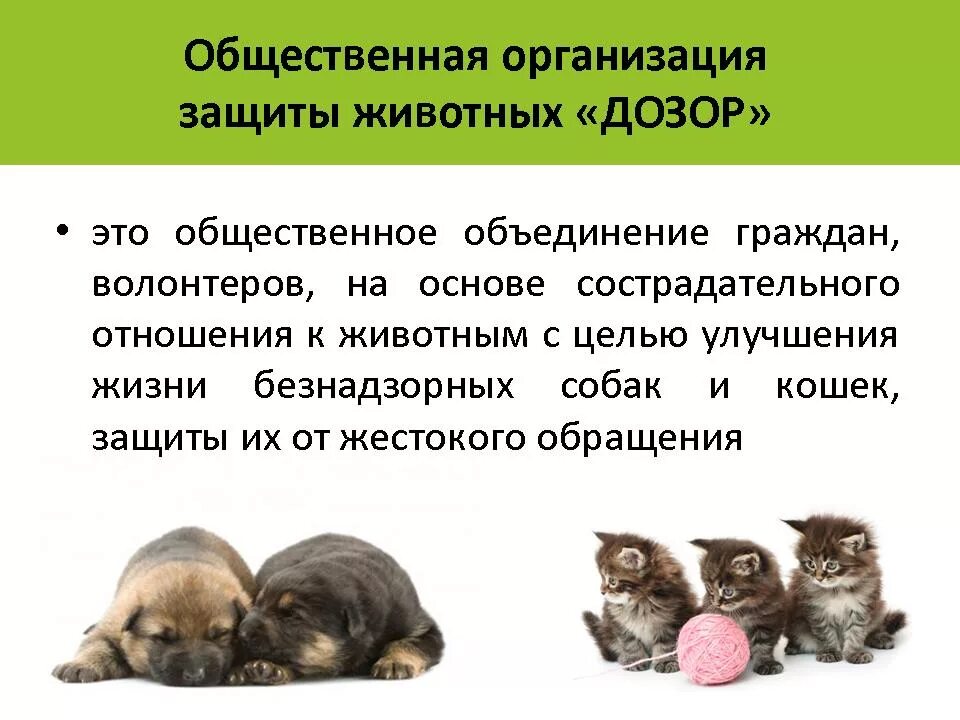 Группа защиты животных. Защита животных организация. компания по защите животных. общество по защите животных. организации по защите животных.