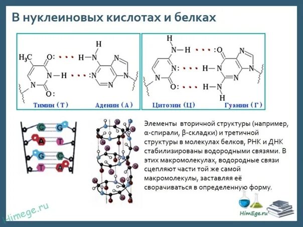 Связи в нуклеиновых кислотах. Внутримолекулярная водородная связь ДНК. Водородная связь в нуклеиновых кислотах. Внутримолекулярные водородные связи в белках. Водородная связь в белках и нуклеиновых кислотах.