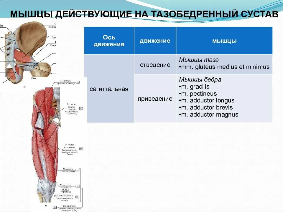 Мышцы тазобедренного сустава анатомия человека. Мышцы пронаторы тазобедренного сустава. Тазобедренный сустав топографическая анатомия мышцы. Мышцы действующие на тазобедренный сустав анатомия. Коленный сустав таблица