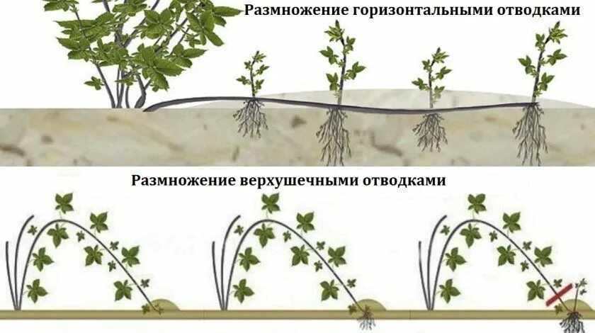Черенкование малины весной. Размножение малины корневыми отпрысками. Корневые черенки ежевики. Размножение ежевики верхушечными отводками летом. Размножение ежевики черенкованием.