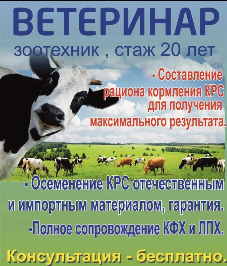 Номер телефона скота. Визитка крс. Номер телефона скота. Объявления коровы. Закупаем скот живым весом.