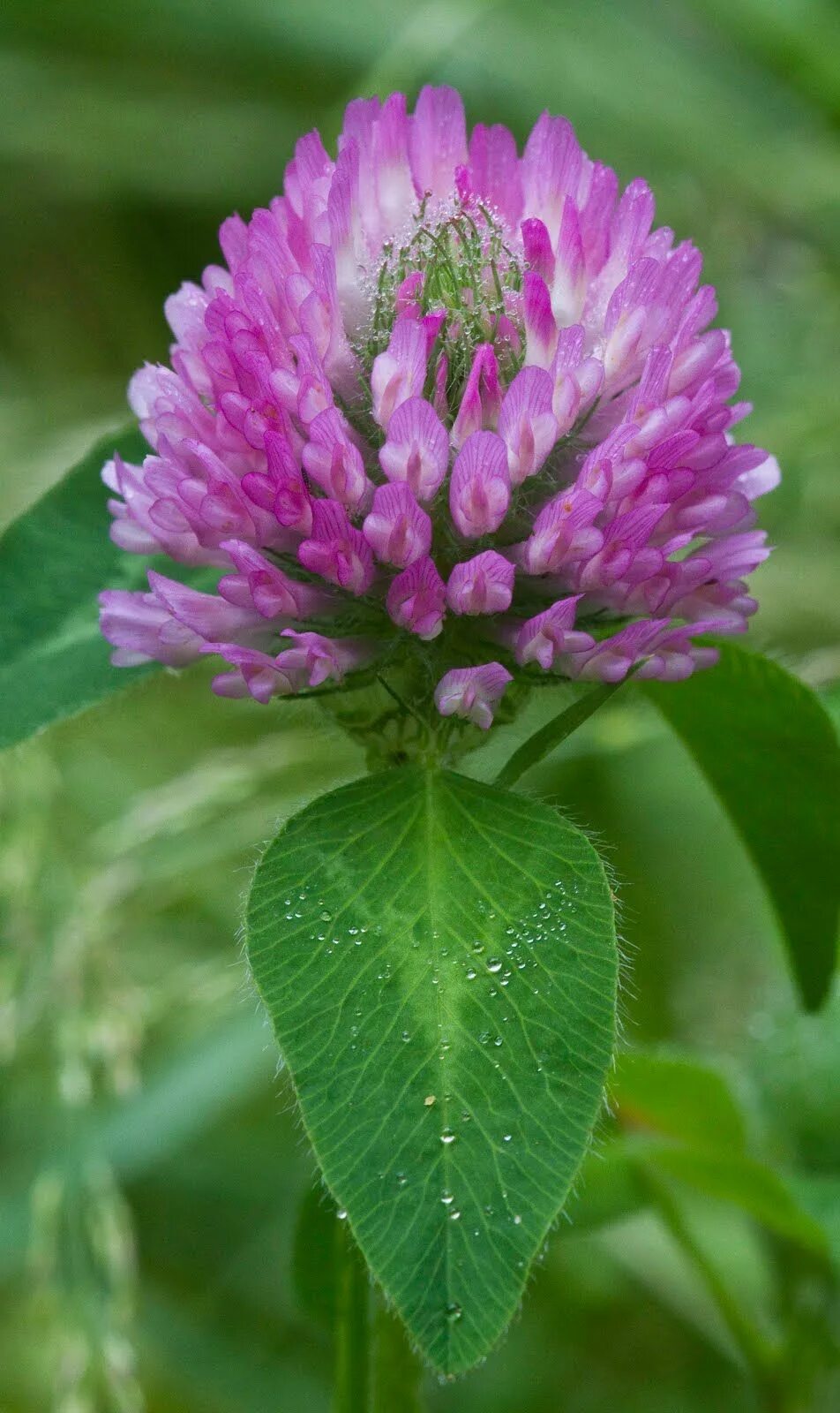 Клевер растение фото. Красный Клевер Trifolium pratense. Клевер Луговой (Trifolium pratense). Клевер красный (Trifolium Rubens). Клевер болотный.