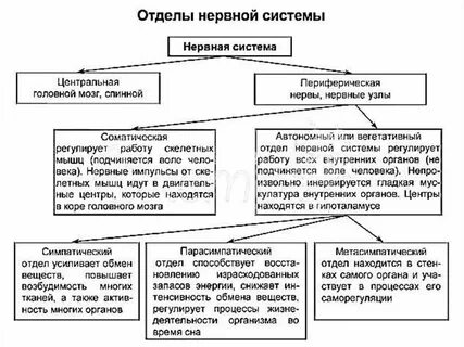 Как происходит согласование работы отделов нервной системы