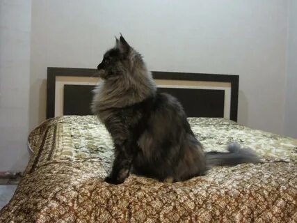 Кот воли