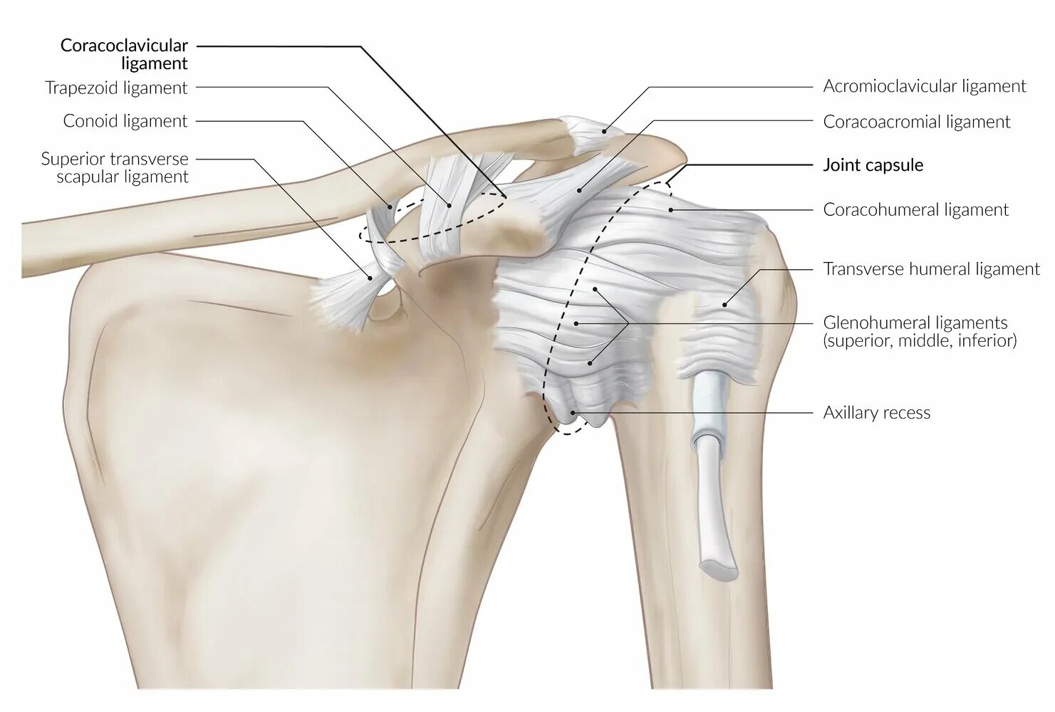 Анатомия плечевого сустава. Капсула плечевого сустава анатомия. Анатомия плечевого сустава кости. Суставная капсула плечевого сустава латынь. Recessus axillaris плечевого сустава.