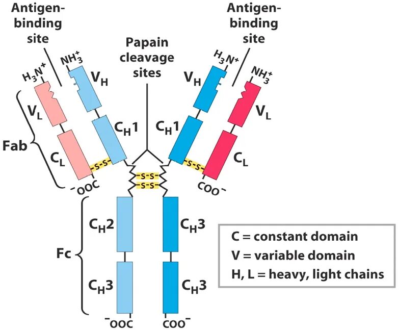 Антитела иммуноглобулины структура. Структура иммуноглобулина g1. Строение иммуноглобулина g иммунология. Молекулярное строение иммуноглобулина g. Домены антител