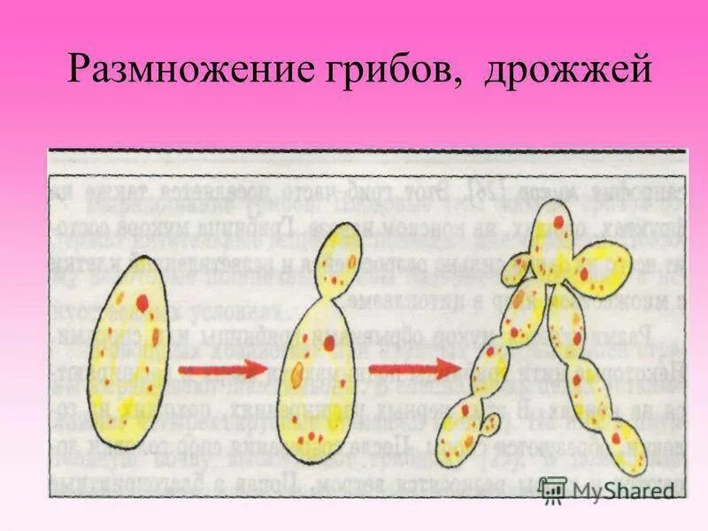 Размножение дрожжей спорами. Дрожжи грибы почкование. Размножение дрожжей почкованием. Размножение пекарских дрожжей. Дрожжевые грибы размножение.