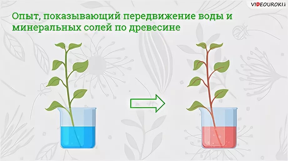 Транспорт веществ у растений. Движение веществ по растению. Передвижение веществ по растению. Передвижение воды и питательных веществ в растении. Органы передвижения веществ