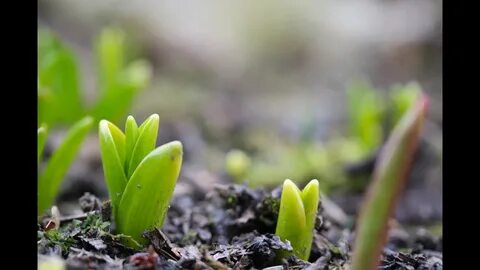 Если тюльпаны проросли осенью